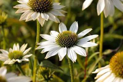 ECHINACEA PURP. 'POW WOW WHITE'