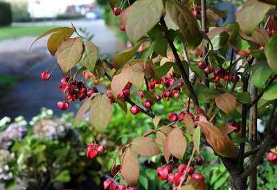 EUONYMUS PLANIPES