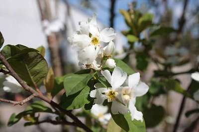 EXOCHORDA SERRATIFOLIA 'SNOW WHITE'