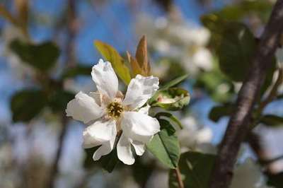 Exochorda serratifolia 'Snow White'