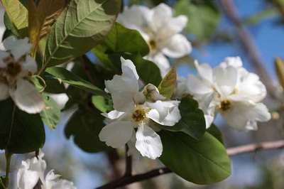 Exochorda serratifolia 'Snow White'