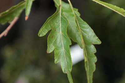 Fagus sylvatica 'Asplenifolia'