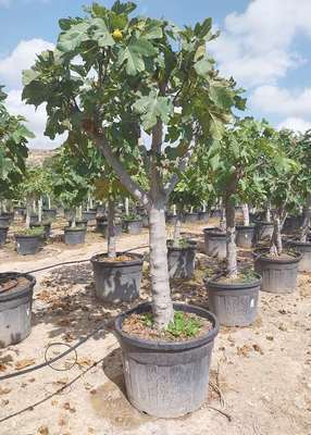 FICUS CARICA