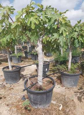 FICUS CARICA