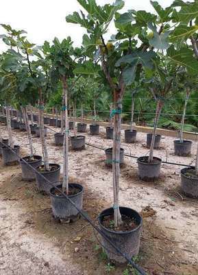 FICUS CARICA