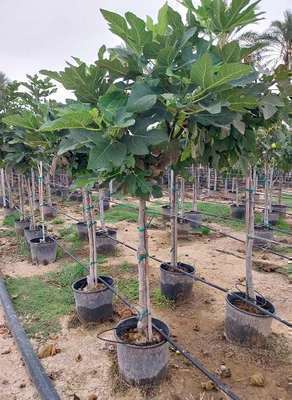 FICUS CARICA