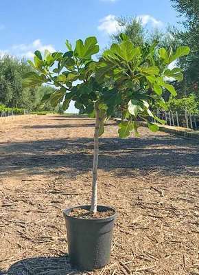 Ficus carica 