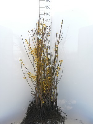 Forsythia intermedia