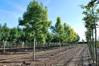 Fraxinus exceslior 'Jaspidea'