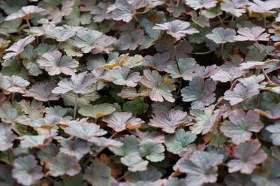 Geranium 'Dusky Crug'