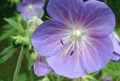 Geranium  pratense