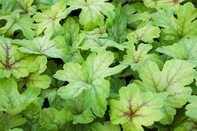 Heucherella 'Alabama Sunrise'®