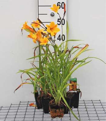 Hemerocallis hybr. 