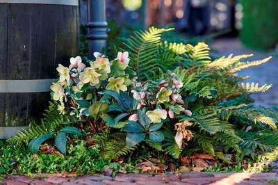 Helleborus hybride viv® 'Valeria'