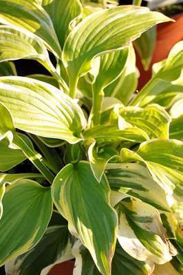 HOSTA 'GYPSY ROSE'