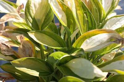 Hosta 'Gypsy Rose'