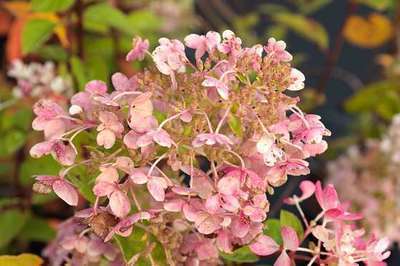 Hydrangea paniculata 'Diamond Rouge'