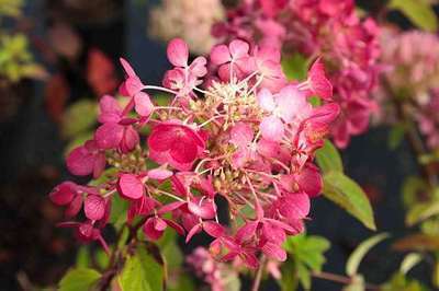 Hydrangea paniculata 'Diamond Rouge'