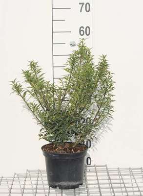 Ilex aquif. 