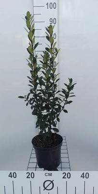 Ilex meserveae 