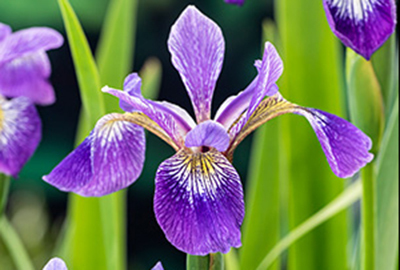 Iris versicolor