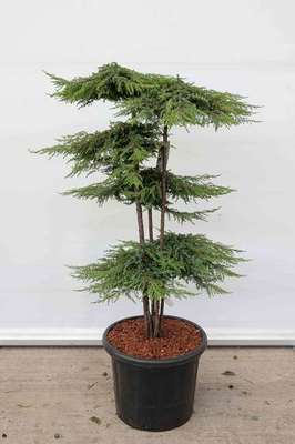 Juniperus comm. 