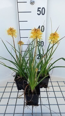 Kniphofia hybr. 