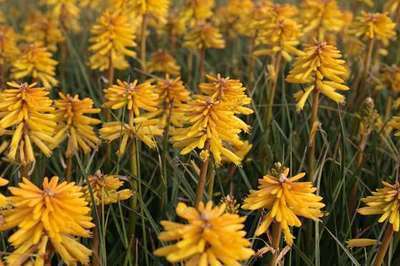 Kniphofia hybr. 'Banana Popsicle'