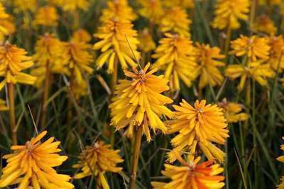 Kniphofia hybr. 'Banana Popsicle'