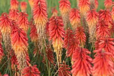 Kniphofia 'Papaya Popsicle' ®