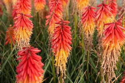 Kniphofia 'Papaya Popsicle' ®