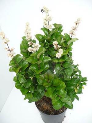 Ligustrum jap. 