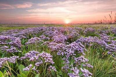 LIMONIUM VULGARE