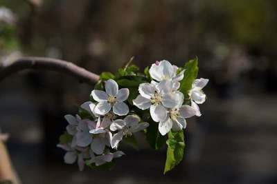 MALUS DOMESTICA 'JONAGOLD'