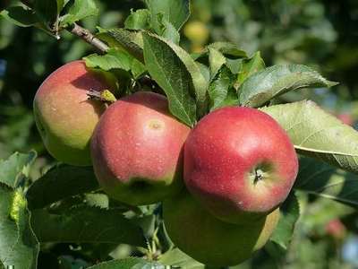 MALUS DOMESTICA 'JONAGOLD'