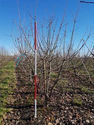 MALUS DOMESTICA 'JONAGOLD'