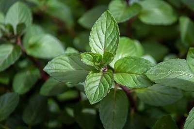 MENTHA PIPERITA 'CHOCOLATE'