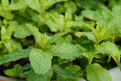 MENTHA SPICATA