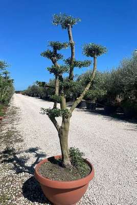 Olea europaea