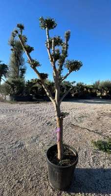 Olea europaea