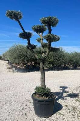 Olea europaea