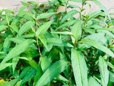 Persicaria odoratum