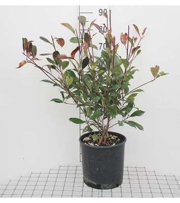 Photinia fras. 