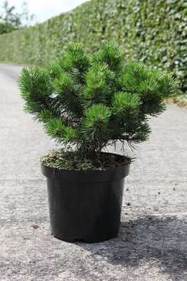 Pinus mugo 