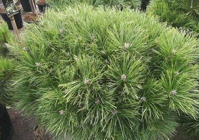 PINUS NIGRA 'BREPO'(PIERRICK BREGÉON)PBR