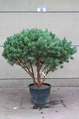 Pinus sylv. 