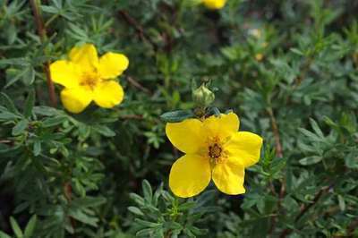 Potentilla fruticosa 'Goldfinger'