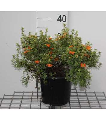 Potentilla frut. 