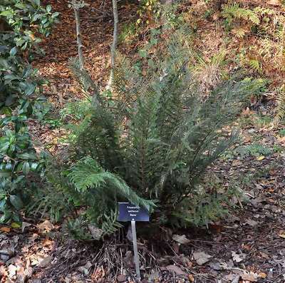 Polystichum setiferum 'Pulcherrimum Bevis'