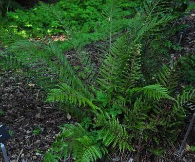 Polystichum setiferum 'Pulcherrimum Bevis'